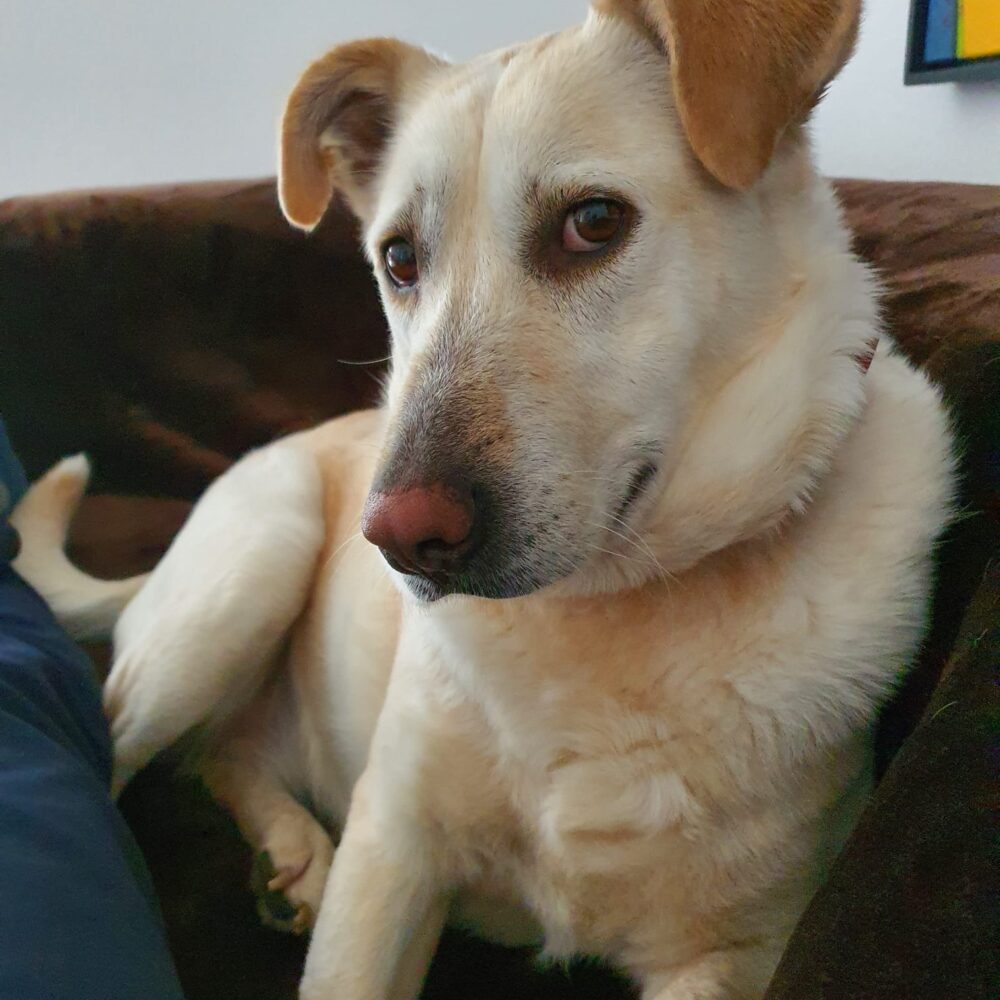 Bonnie