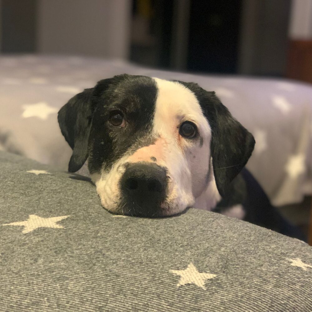 Penelope