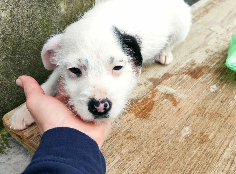 Linus