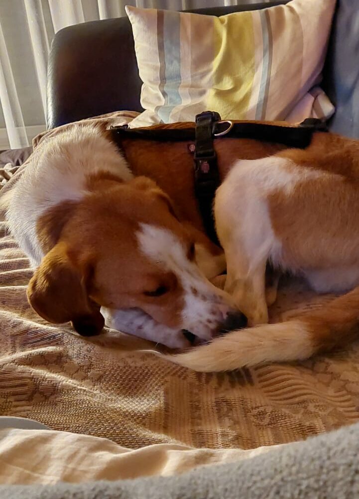 Otto