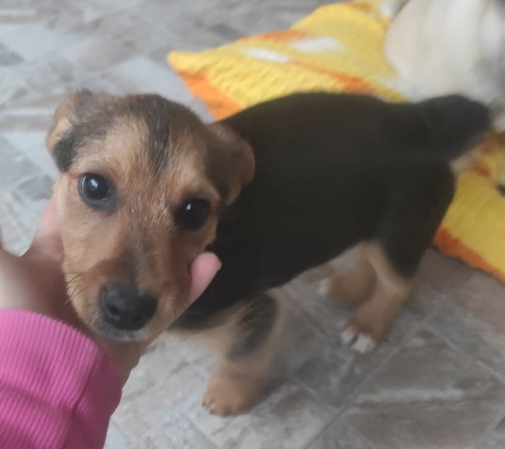 Manuel