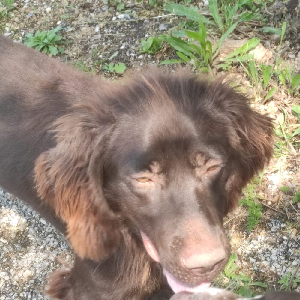 Lola