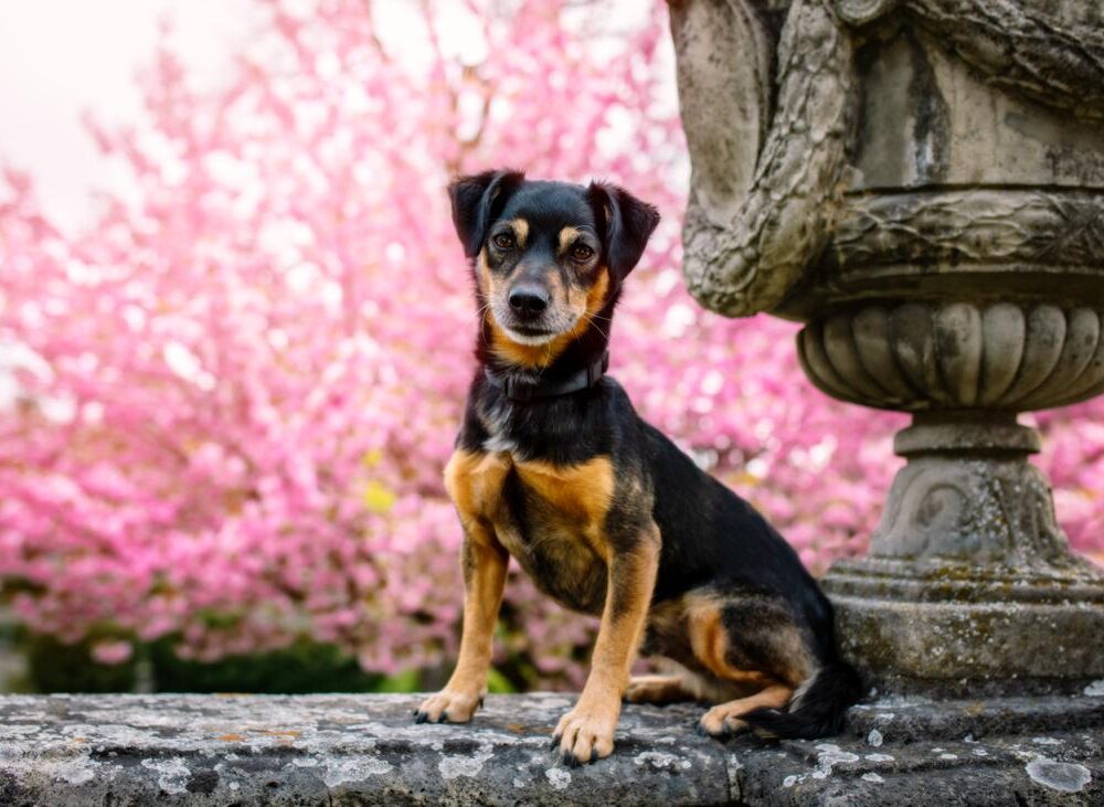 Rocky