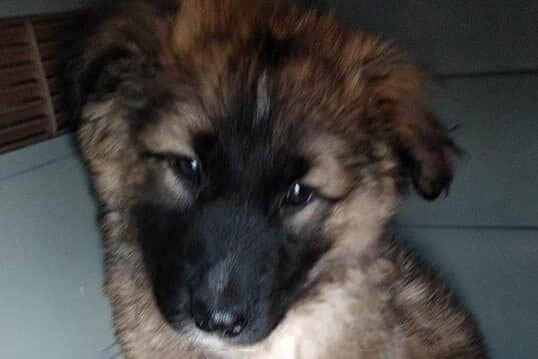 Rex