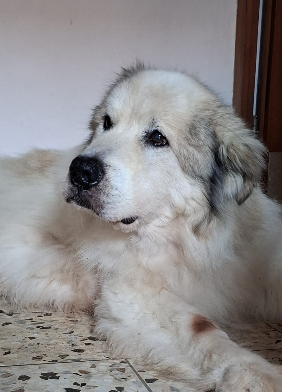 Igor