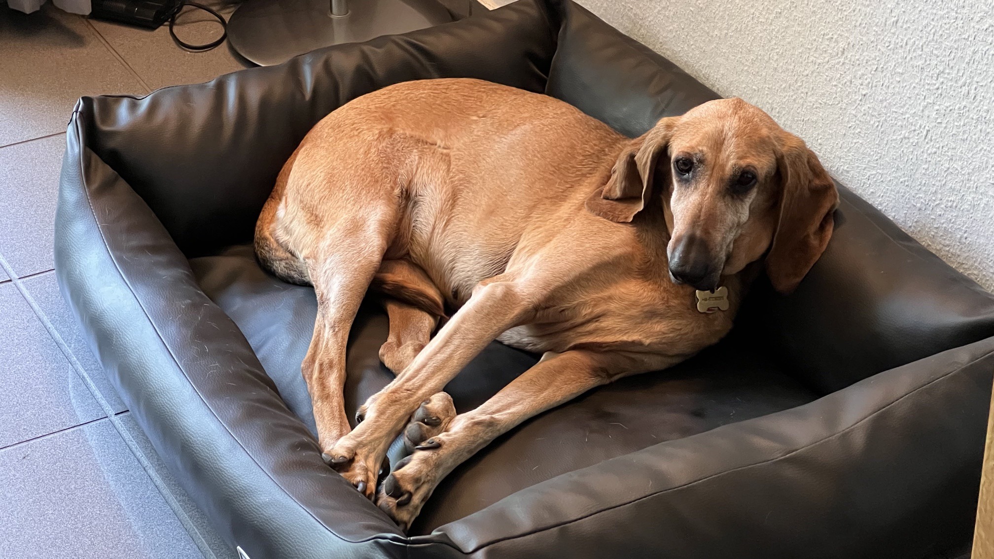 Perla