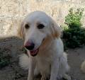Lucrezia
