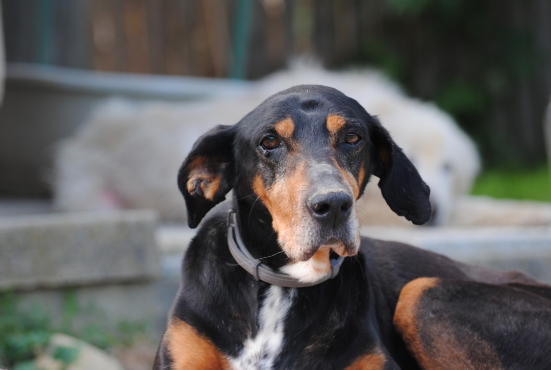 Bruno (Fritz)